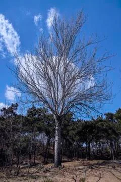A lonely silver birch in spring Foto stock