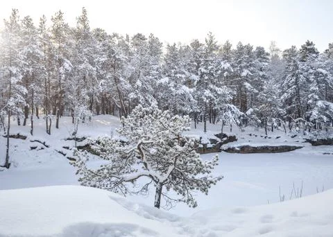 Lonely small pine against the backdrop of winter snow-covered forest and froz Stock Photos