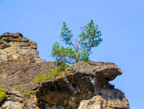 Lonely small pine grows on a rocky cliff Stock Photos