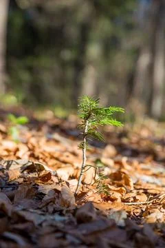 Lonely small pine tree in Austrian forest. Beautiful winter evening. 스톡 사진