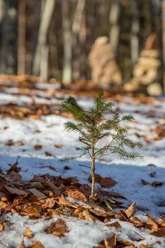Lonely small pine tree in Austrian forest. Beautiful winter evening. 스톡 사진