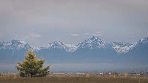 Lonely small pine tree in dry meadow in Mongolian steppe. Scenic view, snow peak Stock Photos
