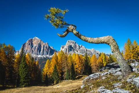 Lonely small pine tree on the rock, Dolomites, Italy Stock Photos