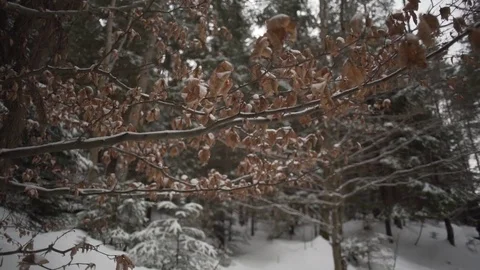 Lonely small tree standing in the snow. Several yellow leaves hang on the tree Stock-Footage 72224333