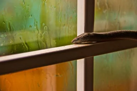 Lonely Snake 写真素材