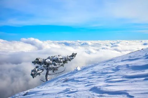 Lonely snow-covered pine tree on a mountainside above the clouds. Blue sky. Stock Photos