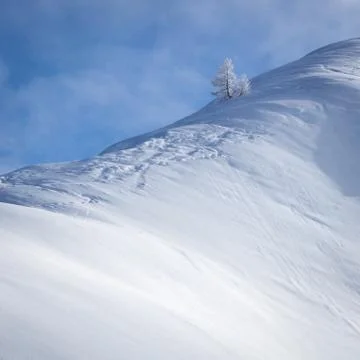 Lonely snow covered tree in pristine alpine landscape. Calm and tranquil wint Stock Photos