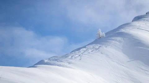 Lonely snow covered tree in pristine alpine landscape. Calm and tranquil wint Stock Photos