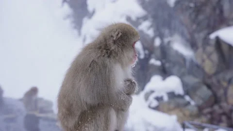 Lonely Snow Monkey Huddling in the Cold Winter Weather of Nagano, Japan Stock-Footage 171105648