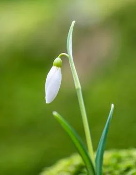 Lonely snowdrop in spring time. Stock Photos