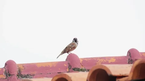 Lonely Sparrow Perched on Rooftop at Sunset Stock Footage 272909753