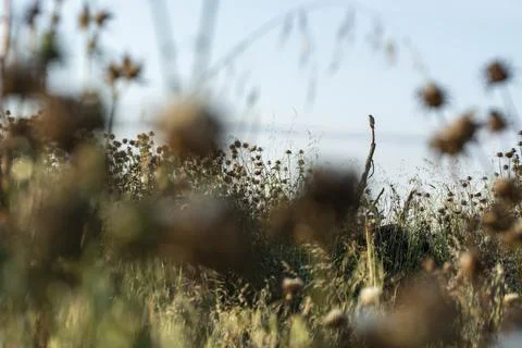 A lonely sparrow Stock Photos