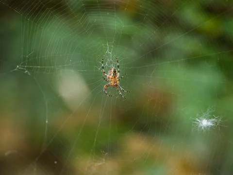 Lonely spider on its web. Stock Photos