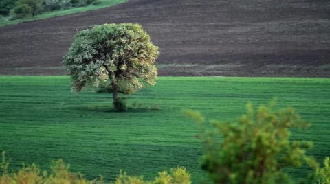Lonely spring tree on the field Stock Footage 21273063