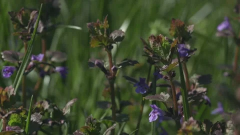 Lonely spring wild flower thyme Video stock 186861486