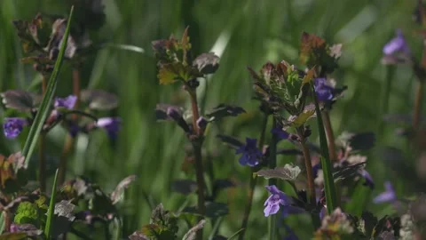 Lonely spring wild flower thyme Stock Footage 186862285