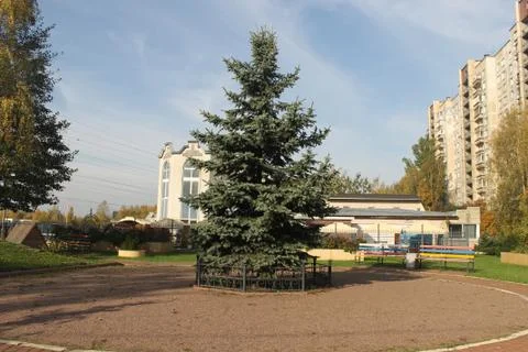Lonely spruce Stock Photos