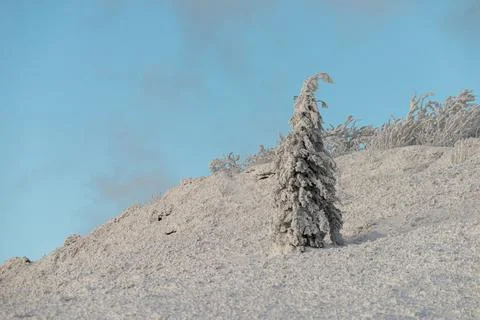 Lonely spruce tree covered with heavy snow and rime ice on a mountain slope.. Stock Photos