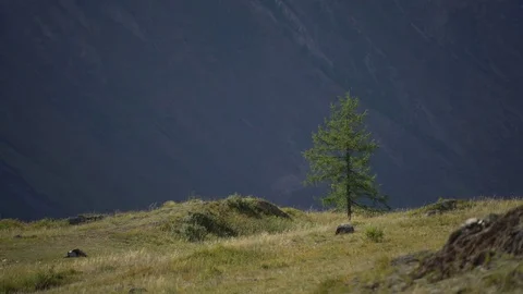 Lonely spruce tree Stock Footage 81985824
