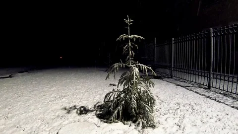 A lonely spruce tree sways in the wind in a city park. Video stock 126791720