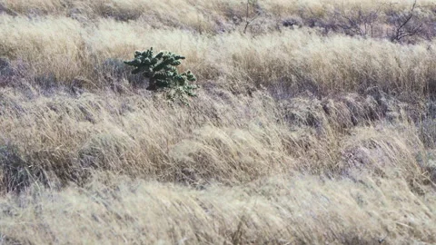 Lonely Staghorn Cholla between grass moved by the wind at the dessert Stock Footage 212789489