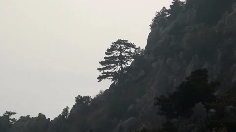 Lonely standing in mountains tree Stock Footage 33523820