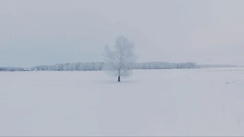 A lonely standing tree covered with snow, flying from a drone. winter Stock Footage