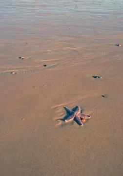 Lonely Starfish Stock Photos