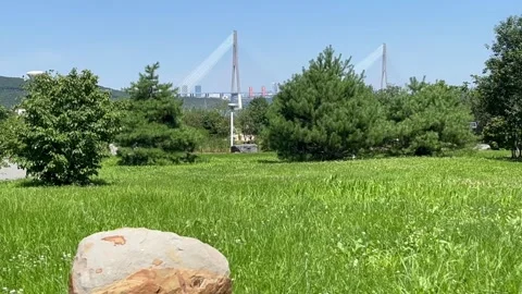 Lonely stone in green grass with Russian Bridge in background, Vladivostok Stock Footage 341783096