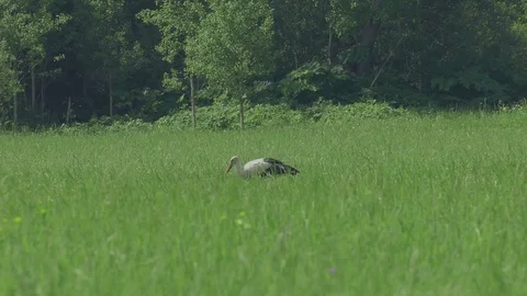 Lonely stork. Stock Footage 123982568