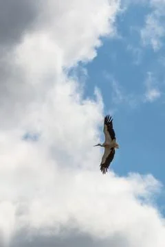 Lonely Stork in the Sky Stock Photos