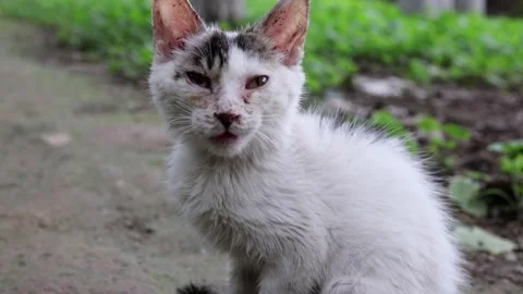 Lonely stray cat Stock Footage 161375153