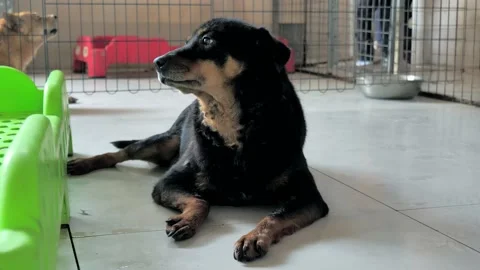 Lonely stray dog lying on the floor in shelter, suffering hungry miserable life Video stock 162155396