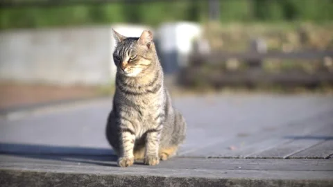A lonely stray tabby cat sitting on the road Stock Footage 238372650