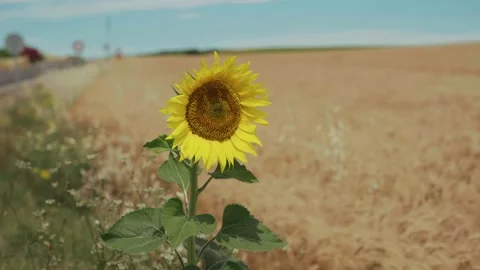 Lonely sunflower next to a wheat field Stock Footage 201591407