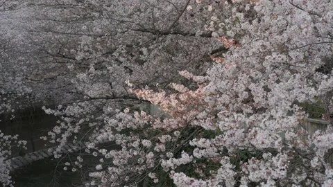 Lonely sunray over cherry tree branch in Tokyo 動画素材 175880031