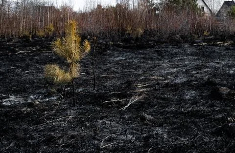 Lonely surviving pine tree surrounded by charred grass after a spring fire. Stock Photos