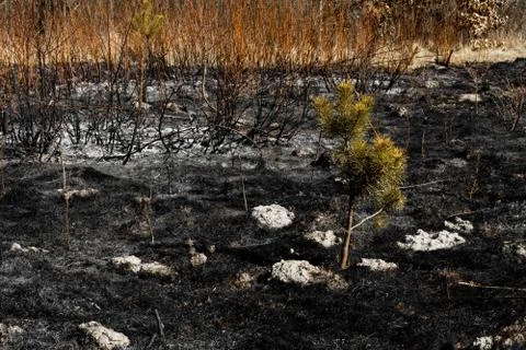Lonely surviving pine tree surrounded by charred grass after a spring fire Stock Photos