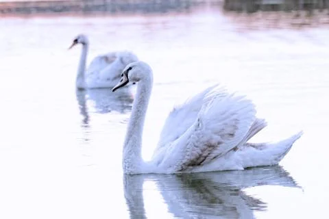 Lonely swan Stock Photos