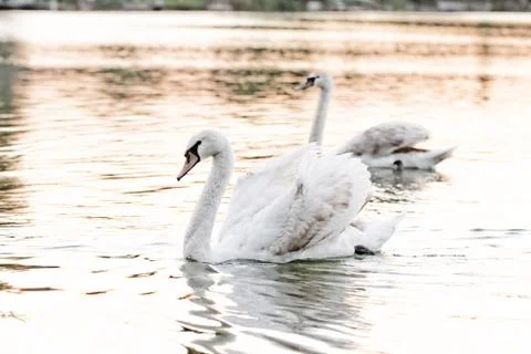 Lonely swan Stock Photos