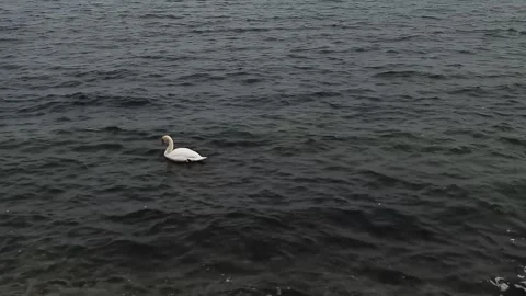 Lonely swan in the sea Stock Footage 231216698