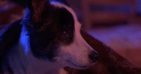 A lonely sweet dog is lying down in bed without people. Alone pet portrait, p Stock Footage 152581166