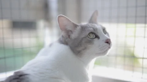 A lonely tabby cat looking outside in slow motion. 库存影片 248342564