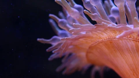 A Lonely tabularity 動画素材 76447707