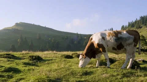 Lonely Tail Wagging Grazing Mixed Coloured Cow, Eating Grass, Enjoying Life. Stock Footage 221831471