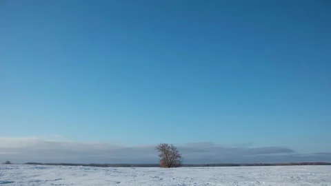Lonely three in winter. Stock-Footage 233372112