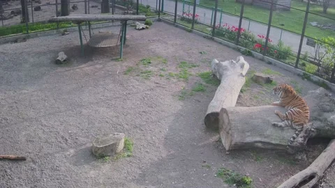 The lonely tiger is bored lying on the ancient Stock Footage 153605432
