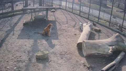 Lonely tiger sits in a cage 스톡 동영상 150808446