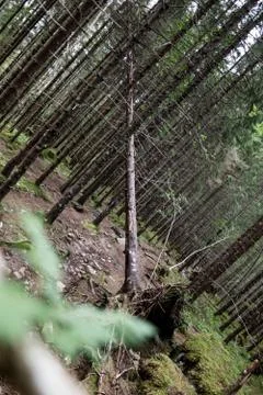 Lonely tilted tree in forest Stock Photos