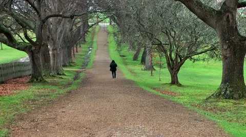 Lonely tourist walking down a tree alley in port arthur,tasmania Stock Footage 21301394